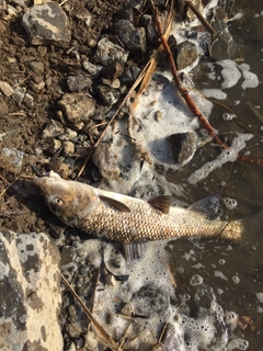 ニゴイの釣果