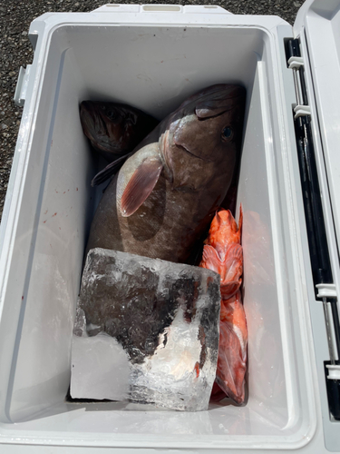 マハタの釣果