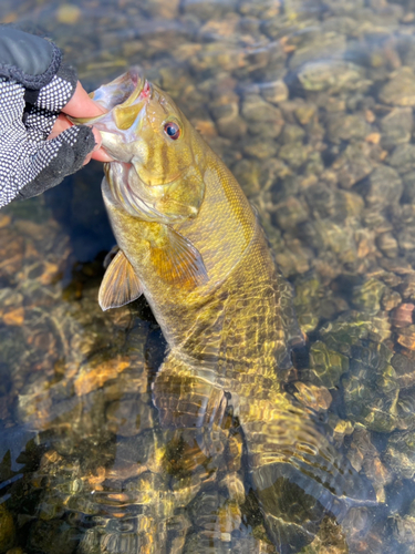 スモールマウスバスの釣果