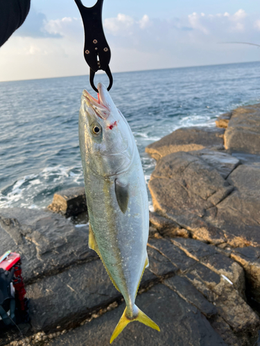 ヤズの釣果