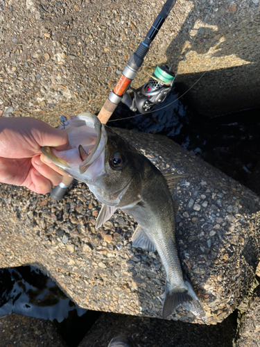 スズキの釣果