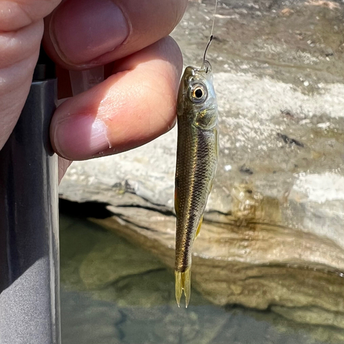 カワムツの釣果