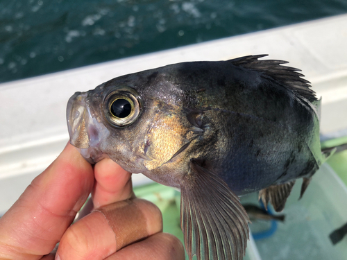 アカメバルの釣果