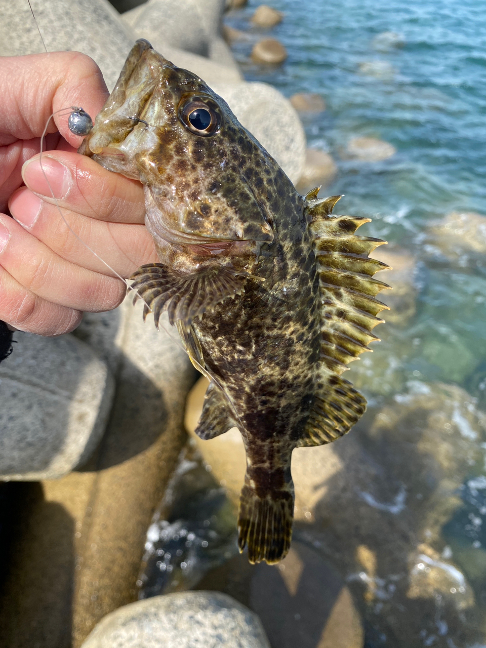 タケノコメバル