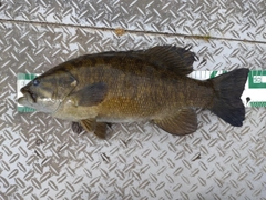 スモールマウスバスの釣果