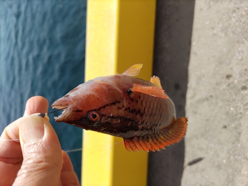 ベラの釣果