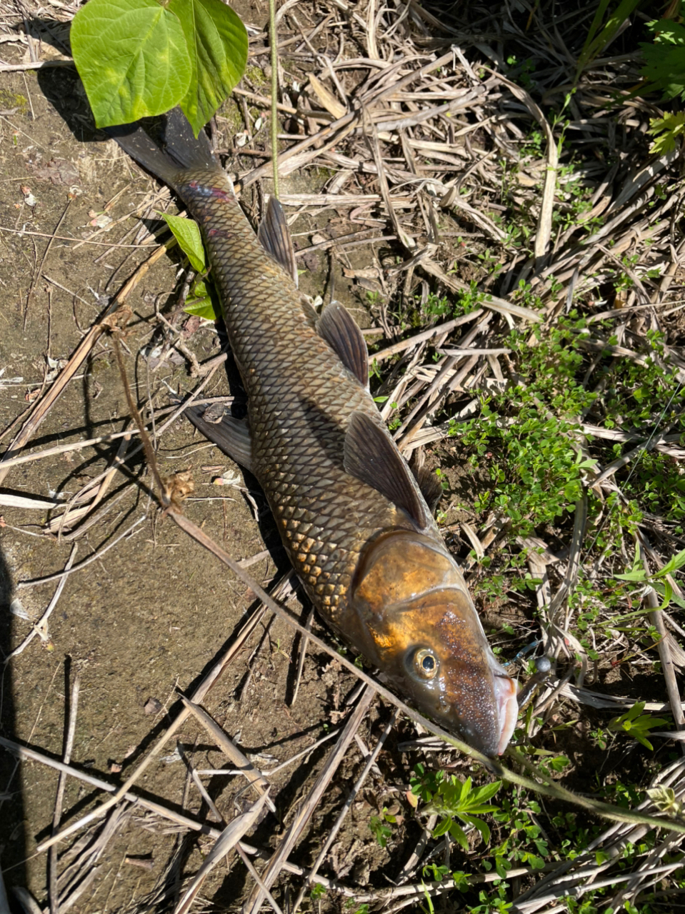 スモールマウスバス