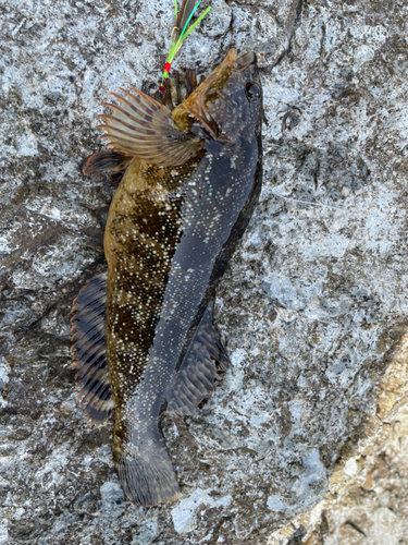 クジメの釣果