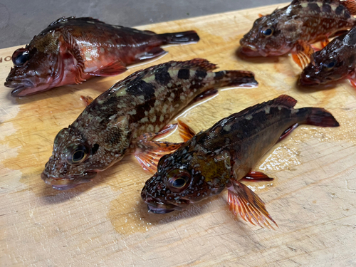 カサゴの釣果