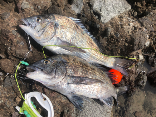 チヌの釣果