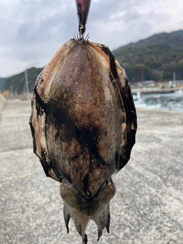 モンゴウイカの釣果