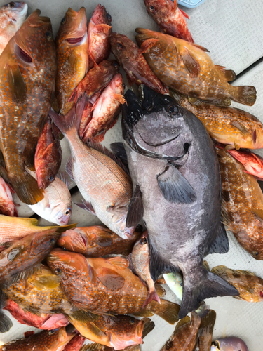 イシダイの釣果