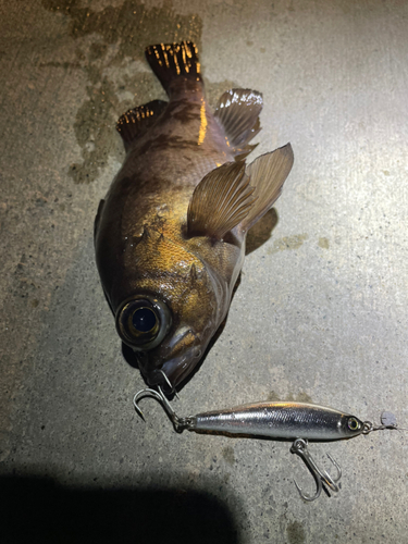 メバルの釣果