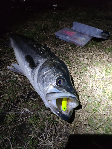 スズキの釣果