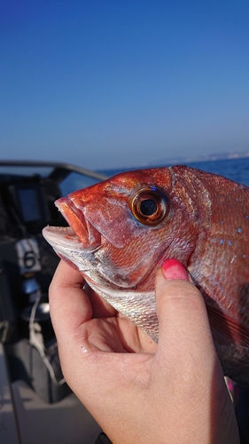 マダイの釣果