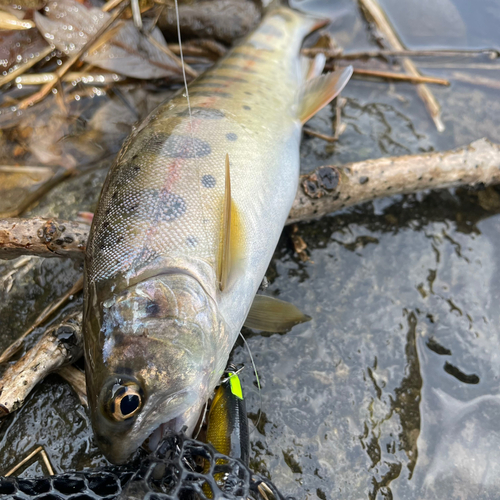 ヤマメの釣果