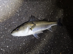 セイゴ（マルスズキ）の釣果