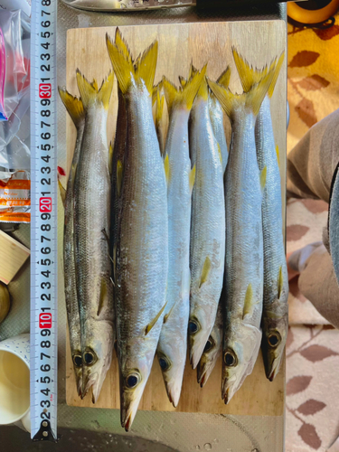 カマスの釣果