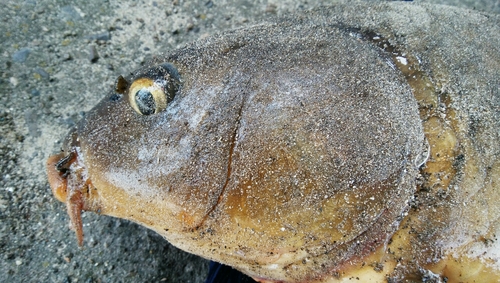 コイの釣果