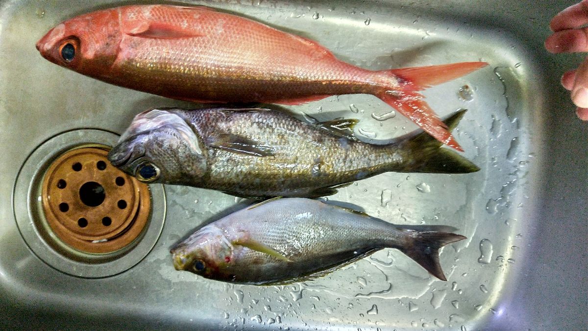 とぉくんさんの釣果 1枚目の画像