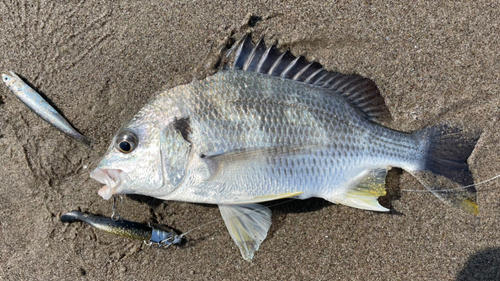 キビレの釣果