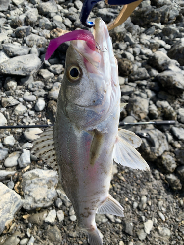 セイゴ（タイリクスズキ）の釣果