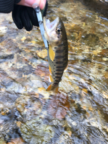 ヤマメの釣果