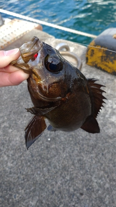 メバルの釣果