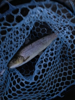 ブラウントラウトの釣果