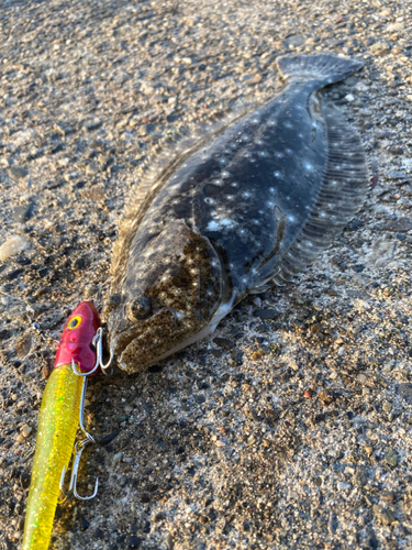 ソゲの釣果