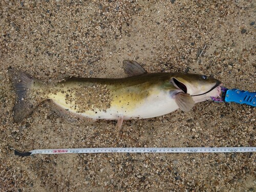 アメリカナマズの釣果