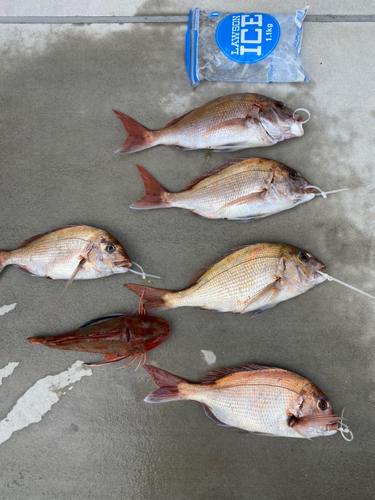 マダイの釣果