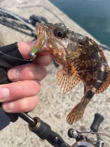 カサゴの釣果