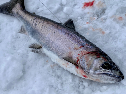 サクラマスの釣果