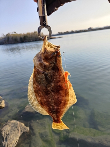 ヒラメの釣果