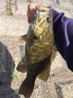 スモールマウスバスの釣果