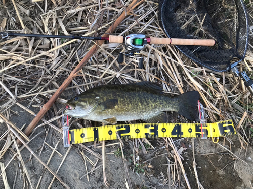 スモールマウスバスの釣果