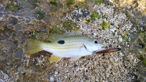 ヤマトビーの釣果