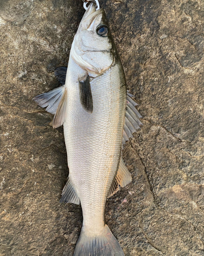 ヒラスズキの釣果