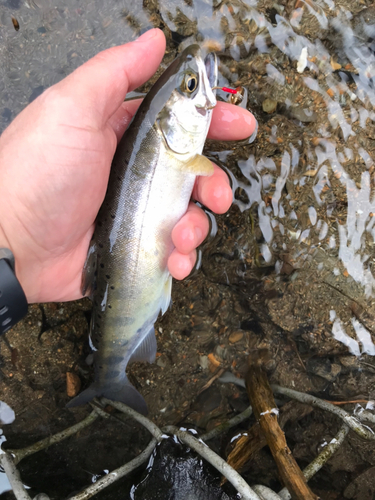 ヤマメの釣果