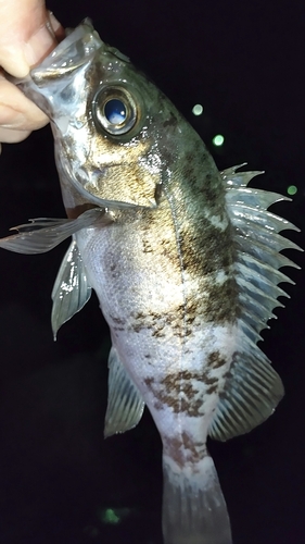 クロメバルの釣果