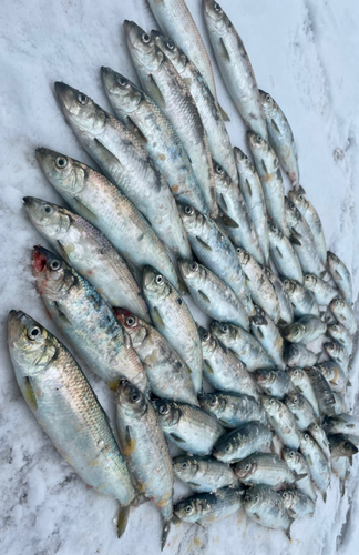 ニシンの釣果