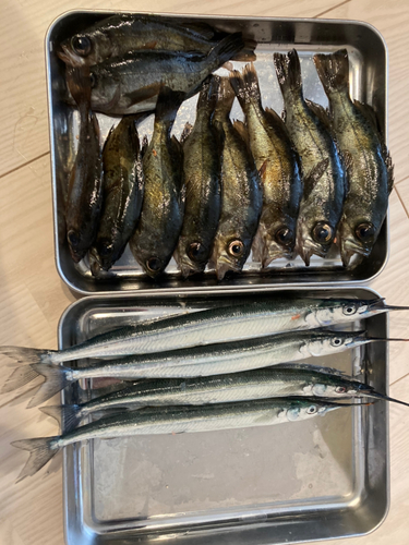 メバルの釣果