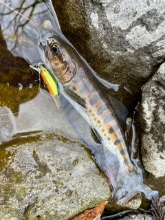 ヤマメの釣果