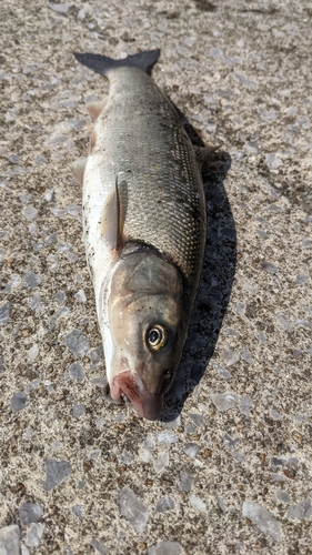 ウグイの釣果