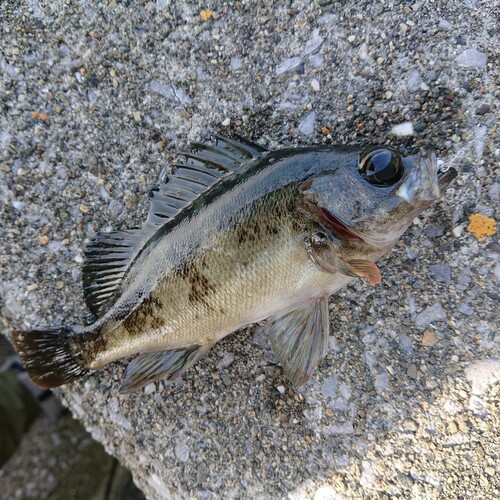 アオメバルの釣果