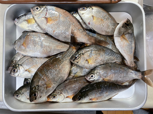 ウミタナゴの釣果