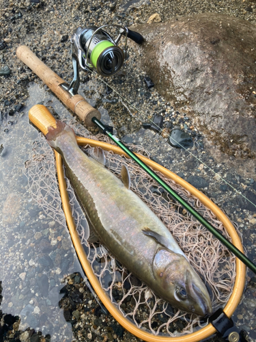 イワナの釣果