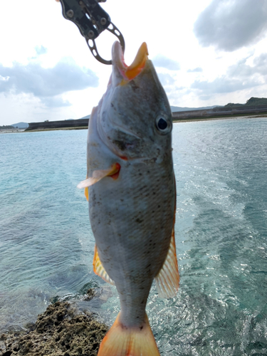 ムネアカクチビの釣果