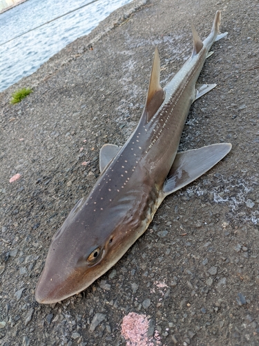 ホシザメの釣果